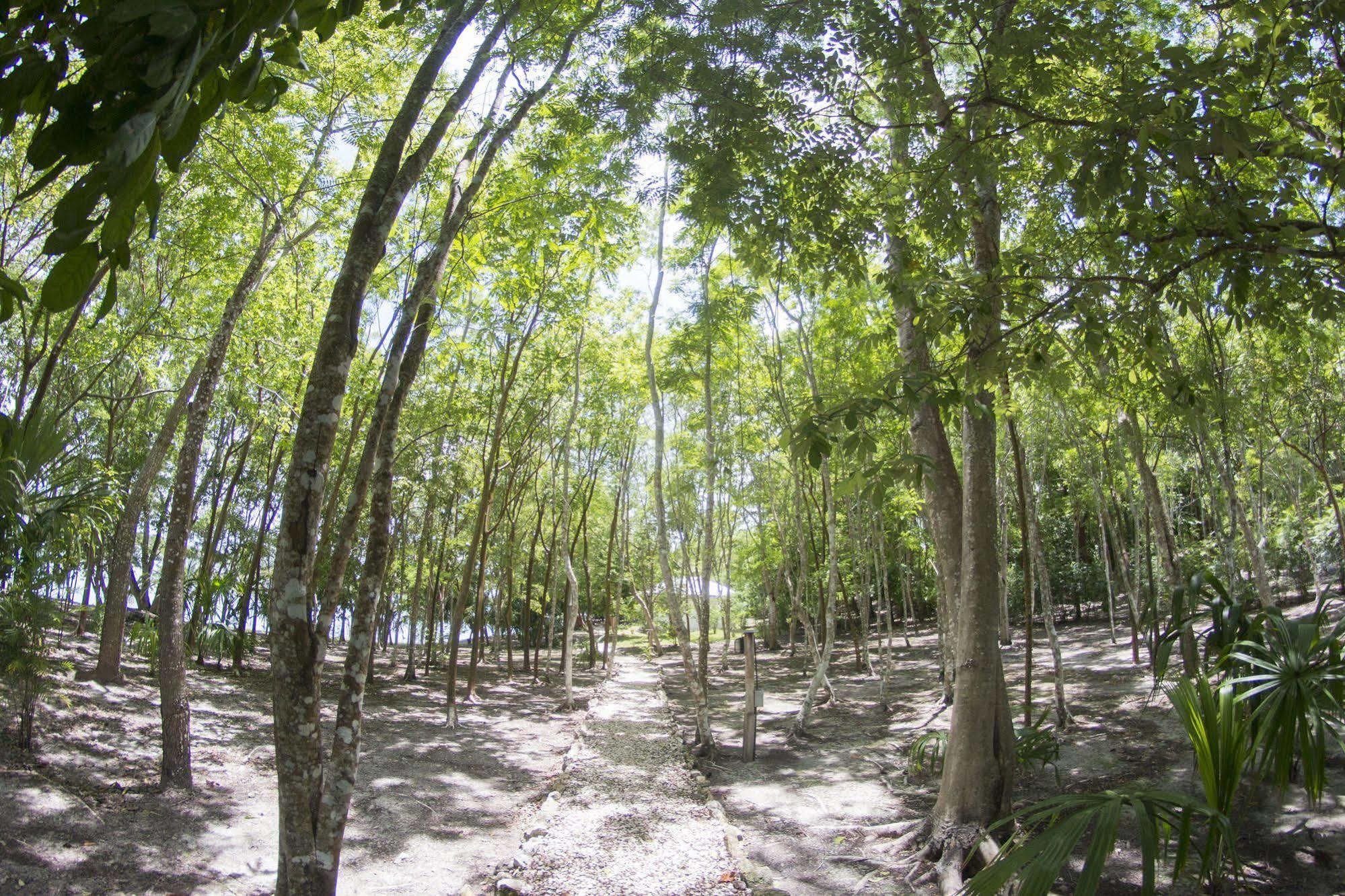Maya Zac Peten Jungle Lodge إل ريماتي المظهر الخارجي الصورة